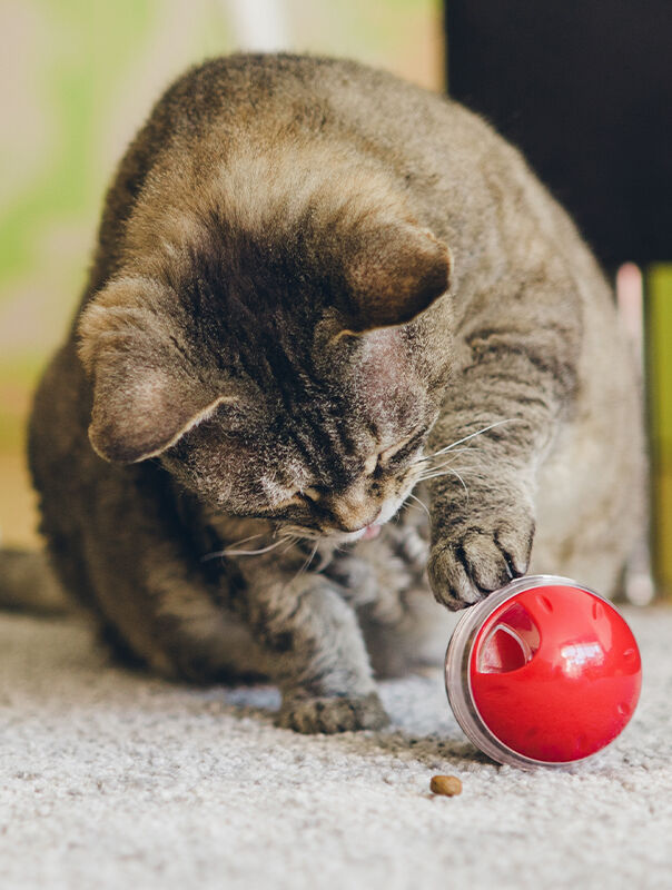 cat playing with treat dispensing toy cat playing with treat dispensing toy